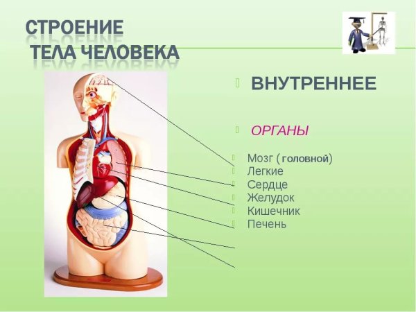 Строение человека