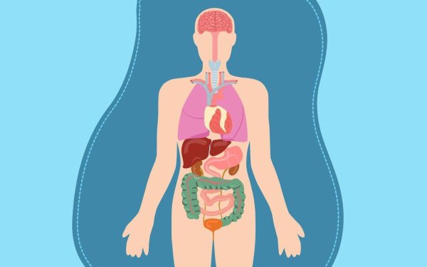 Body Parts для детей