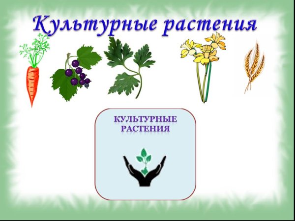 Рисунок на тему культурное растение