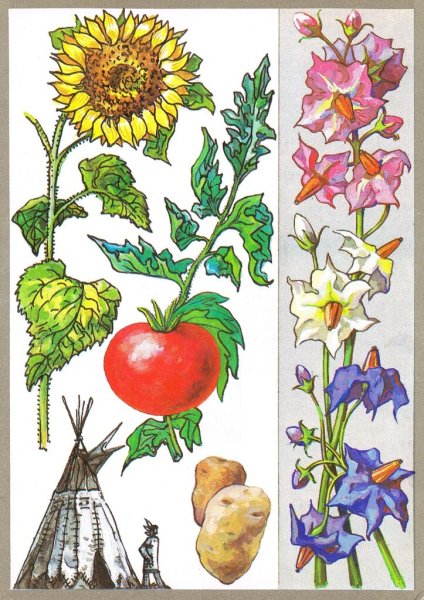 Рисунок на тему культурное растение