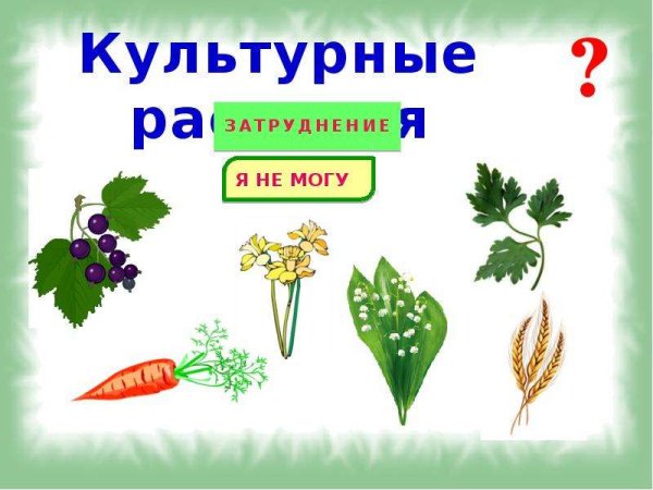 Культурные растения рисунки для детей