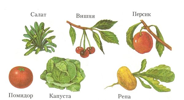 Дикорастущие растения для детей