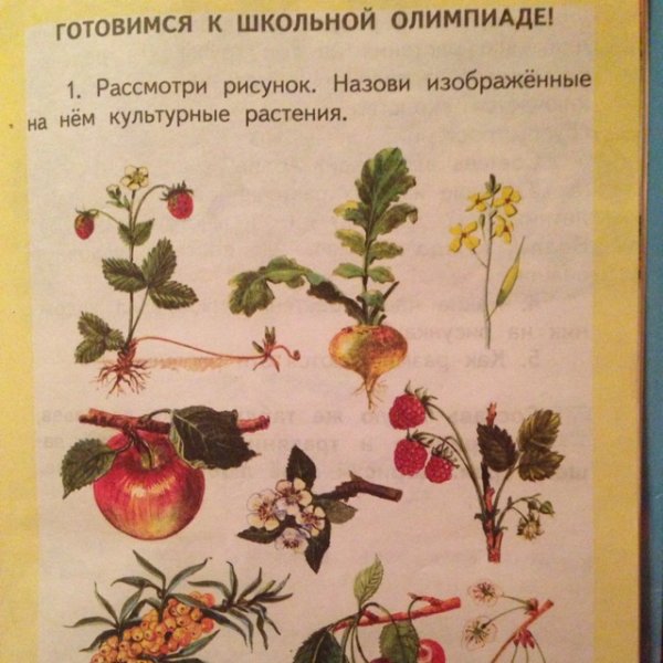 Рисунки на тему дикорастущие растения