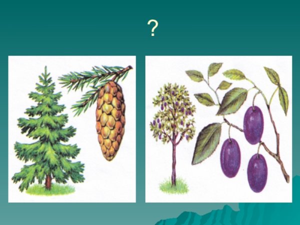 Садовые и дикорастущие растения