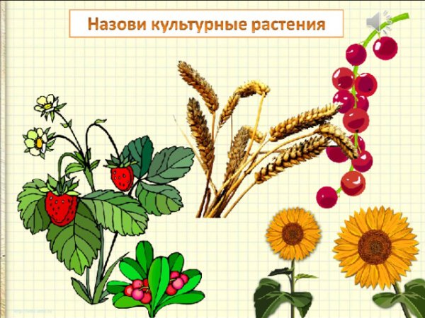 Культурные растения семейства крестоцветных