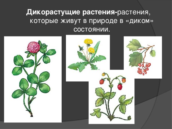 Плодовые культурные растения