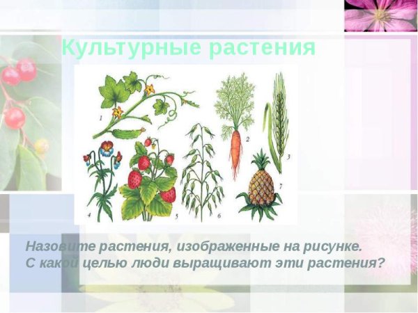 Подсолнух. Раскраска