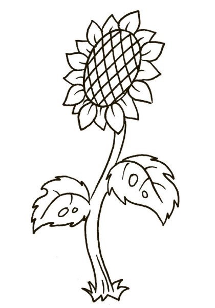 Растения культурные и дикорастущие для детей