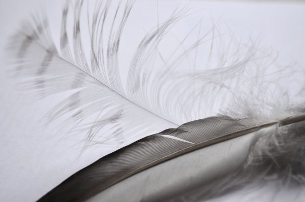 Перья птиц