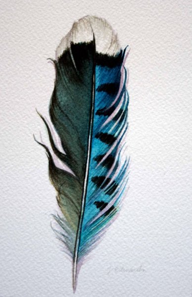 Красивые птичьи перья