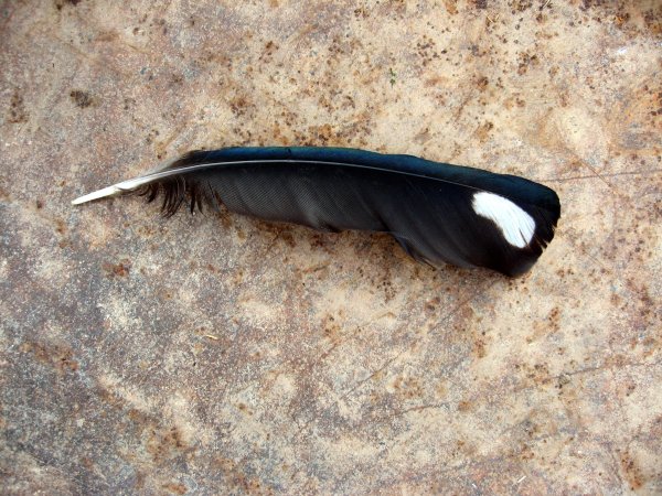 Перо сороки