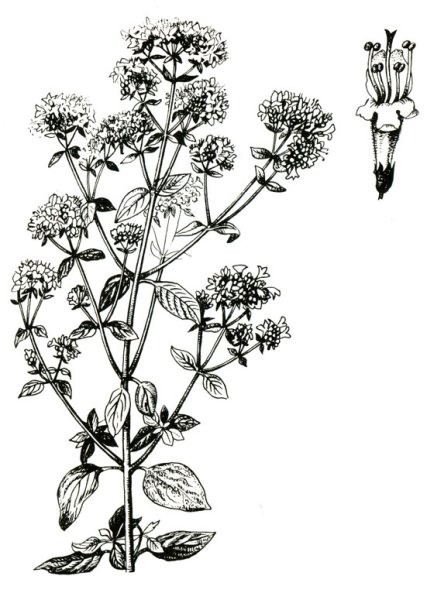 Душица обыкновенная ГФ