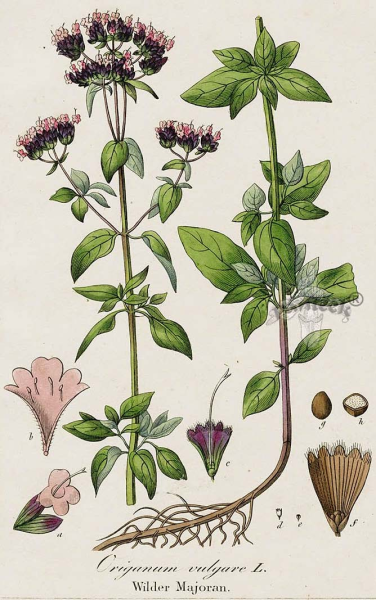 Origanum vulgare гербарий