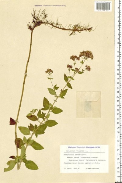 Душица обыкновенная корень