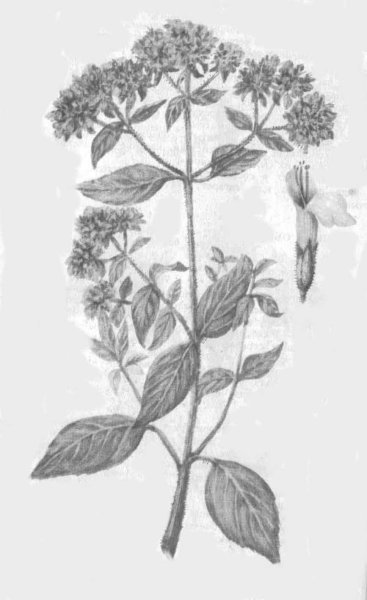 Душица обыкновенная Фармакогнозия