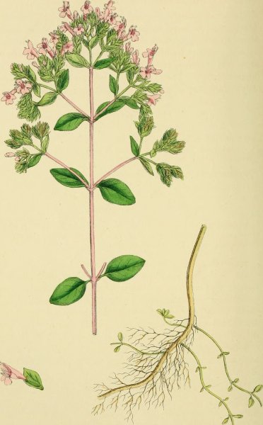 Душица обыкновенная (Origanum vulgare)