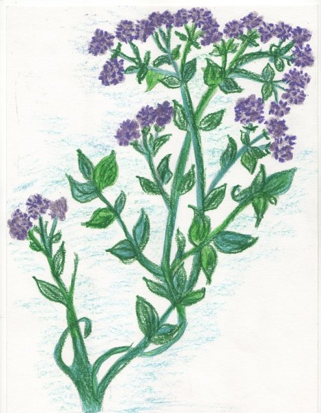 Душица обыкновенная