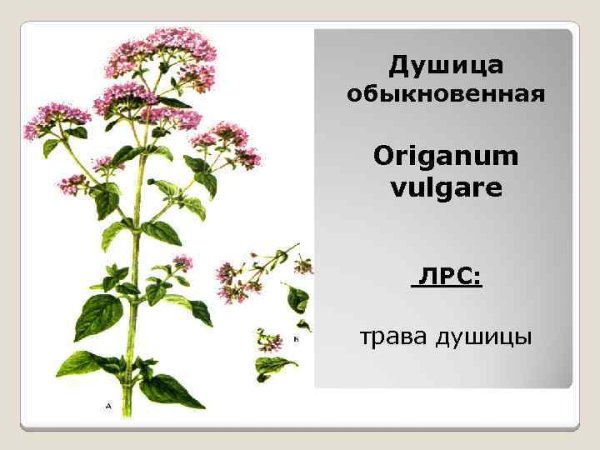 Душица, орегано вектор