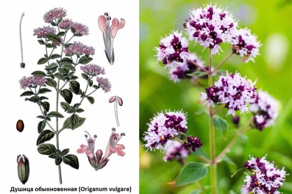 Душица обыкновенная (Origanum vulgare)