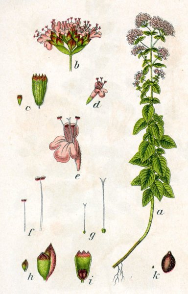 Душица обыкновенная лектрава