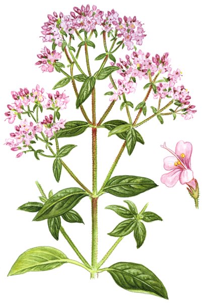 Фармсправка душица обыкновенная