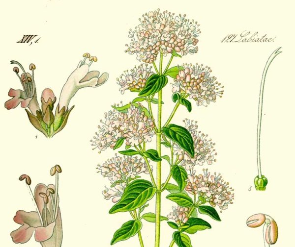 Душица обыкновенная Ботанический рисунок