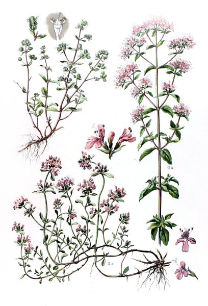 Душица обыкновенная ГФ