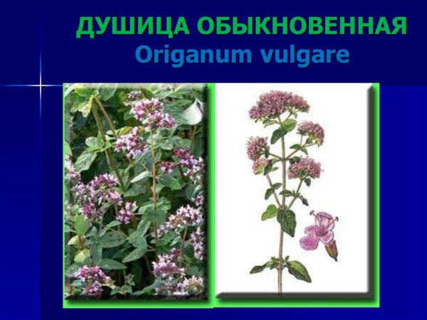 Орегано веточка