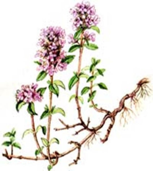 Душица обыкновенная ботаника