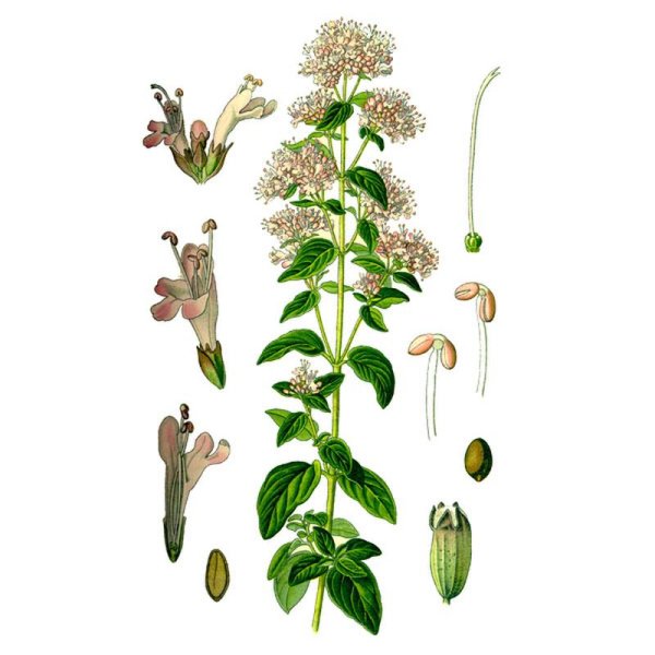 Ботанический атлас орегано