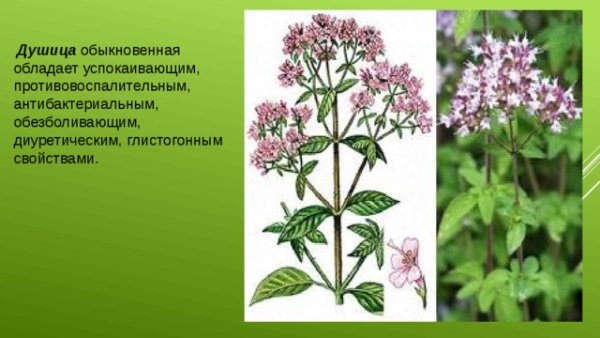 Душица обыкновенная гнозия