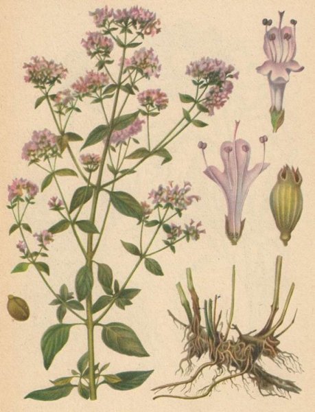 Душица обыкновенная (Origanum vulgare)