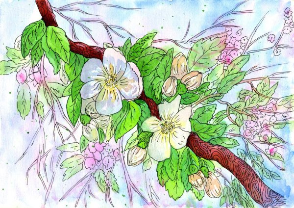 ЯБЛОНЯВ цветц рисование