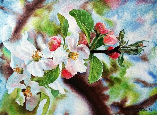 Цветущая яблоня акварель