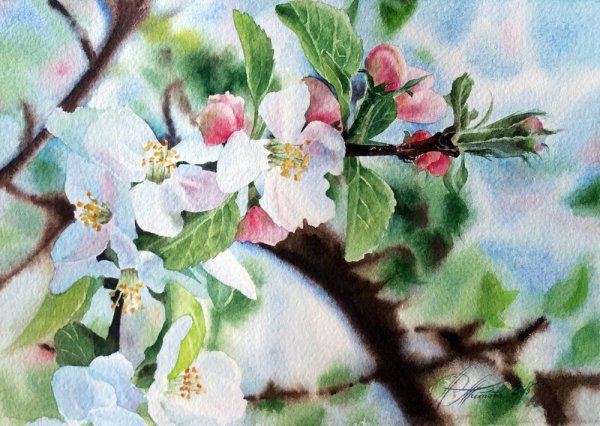 Цветущий Урюк акварель