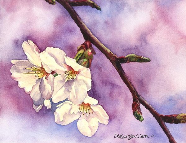 Цветущая ветка акварель