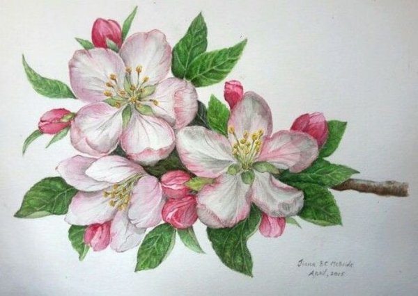 Рисование Яблоневый цвет