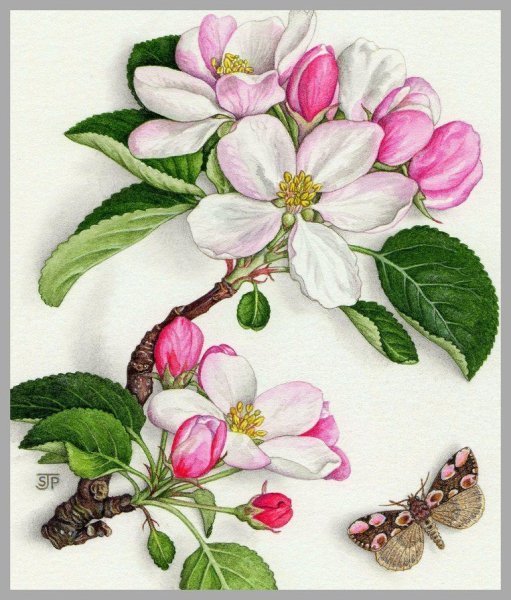 Яблоневый цвет Ботанические иллюстрации