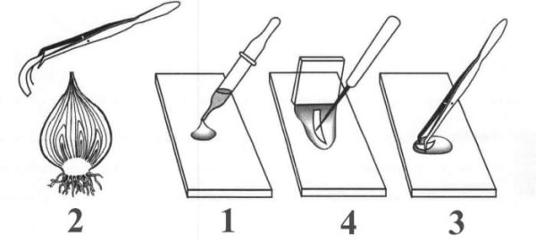 Порядок приготовления микропрепарата чешуи лука