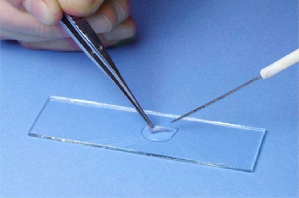 Покровное стекло предметное стекло 5 класс биология