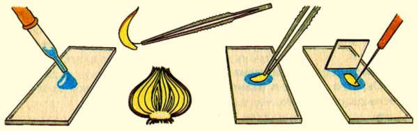 Микропрепарат кожицы чешуи лука