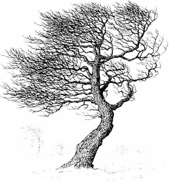 Наклоненное дерево