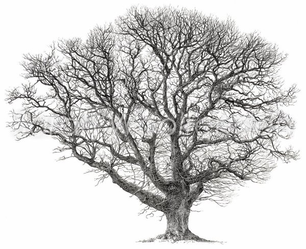 Дерево Графика