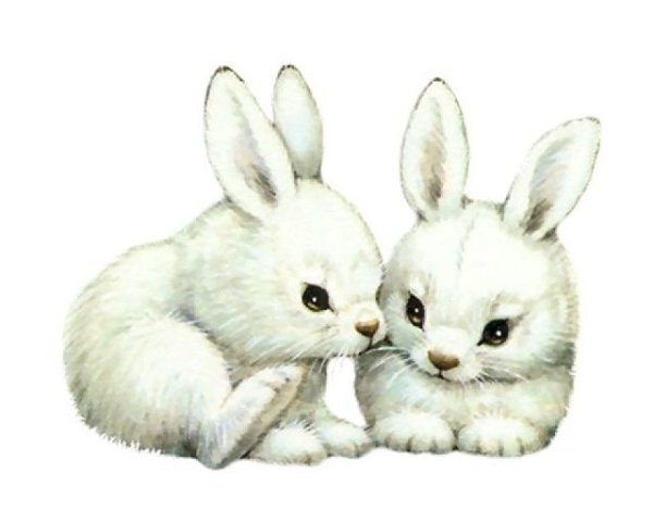 Заяц и Зайчонок на белом фоне