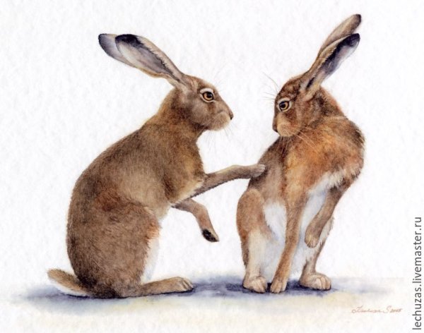 Картина зайцы в подготовительной группе