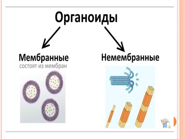 Строение клетки мембранные и немембранные органоиды рисунок