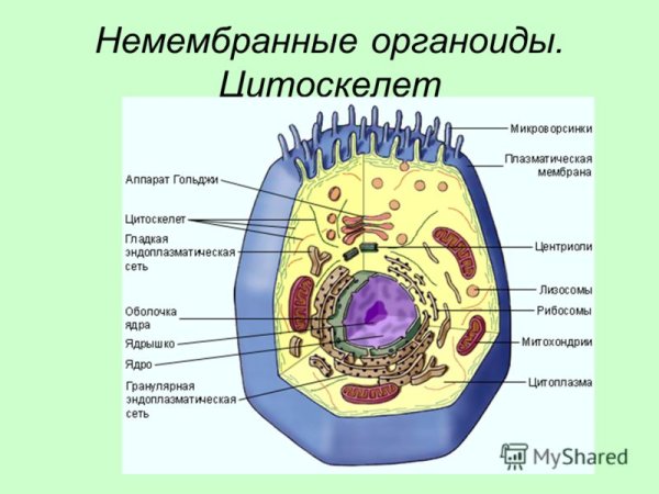 Немембранные органоиды клетки рисунок