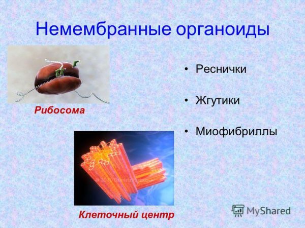Немембранные органеллы клетки строение