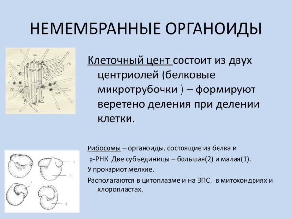 Немембранные органеллы клетки