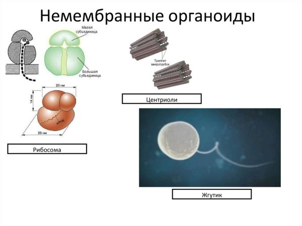 Немембранные органоиды рибосомы клеточный центр функции